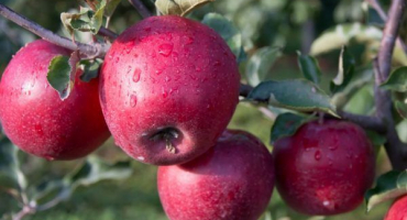 Pěstování jabloně na památku ulyanishcheva